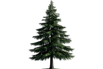 Isolated Realistic Tree Illustration of Evergreen Fir Tree with Green Foliage and Brown Trunk on Transparent Background a Natural Outdoor Seasonal Christmas Decoration