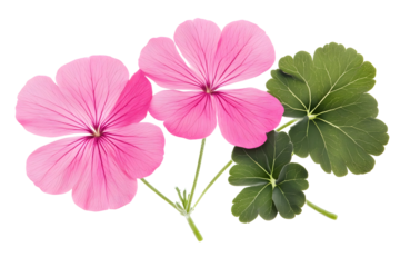 Transparent Background Illustration of Pink Geranium Flowers with Green Leaves Isolated for Floral Design Spring Summer Decoration and Botanical Graphic Elements