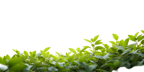 Transparent Background Photo of Green Foliage with Fresh Leaf Plant in Nature Garden Flora and Decoration with Copy Space on Horizontal Layout and Mockup Template