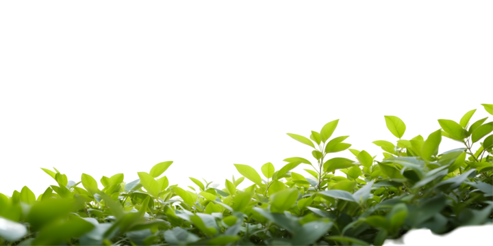 Transparent Background Photo of Green Foliage with Fresh Leaf Plant in Nature Garden Flora and Decoration with Copy Space on Horizontal Layout and Mockup Template
