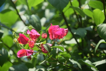 Bougainvillea flowers, also known as paper flowers, are a type of flower that is quite popular in Indonesia.
