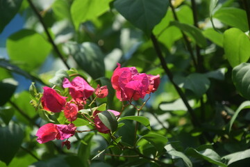 Bougainvillea flowers, also known as paper flowers, are a type of flower that is quite popular in...