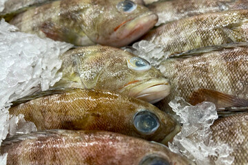 Fresh fish for sale on a bed of ice at a seafood market