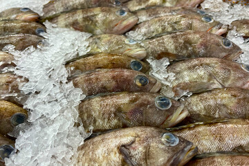 Fresh fish for sale on a bed of ice at a seafood market