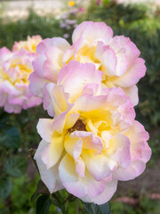 yellow purple roses in the garden