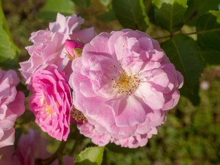 roses in the garden closeup