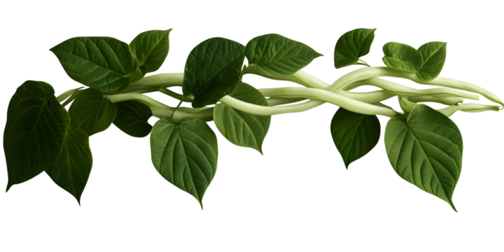 Realistic Image of Green Bean Stalk with Lush Leaves and White Stems Isolated on Transparent Background Featuring Fresh Organic Vegetables and Healthy Natural Produce for Vibrant Design Elements