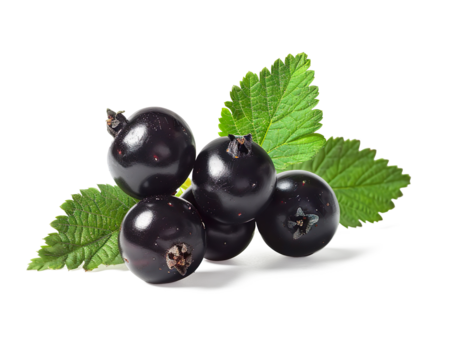 Blackcurrant berries with green leaves fresh organic fruit on a transparent background 