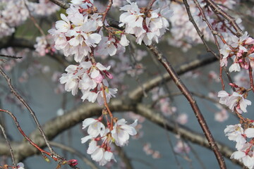 White Sakura in Japan