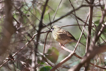 Black-faced Bunting  taking a break on the migration to the high mountains of the breeding ground