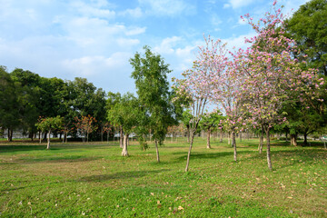 The View of the park