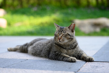 Outdoors, cat on the ground