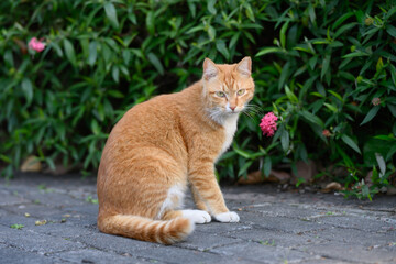 Outdoors, cat sitting on the ground