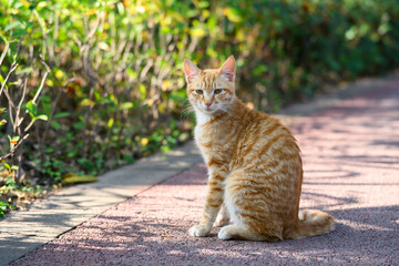 Outdoors, cat sitting on the ground