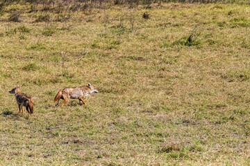 Close-up of a black backed jackal -Lupulella mesomelas- couple hunting in the ngorogoro crater,...