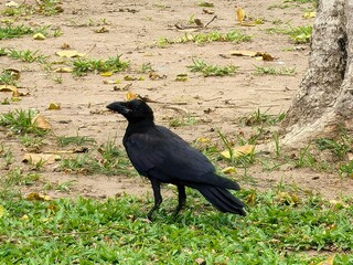 Crow Standing on Grass by Tree