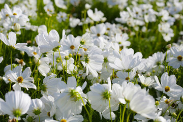 White cosmos flowers in the park
