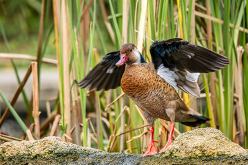 Brazilian Teal - Amazonetta brasiliensis, beautiful colored duck from South American lakes and rivers, Brazil.