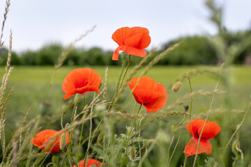 Red poppies on a green field on a sunny day