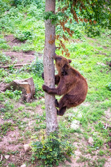 A brown bear climbs a tree in the forest amidst dense greenery