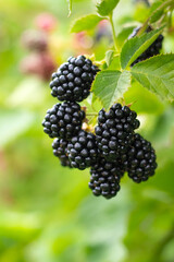 Ripe blackberries on a branch with green leaves in the garden