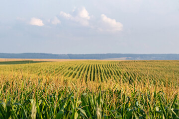 Cornfield with even rows of corn against a sky with clouds on a sunny day