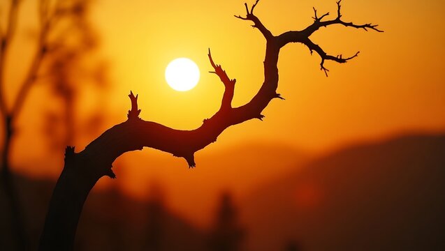A barren tree silhouette against a fiery sunset, the sun glowing brightly