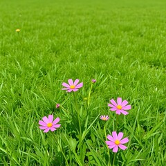 A wide, green and pretty lawn with cosmos flowers blooming on it