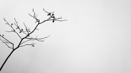 Bare tree branch against a muted sky