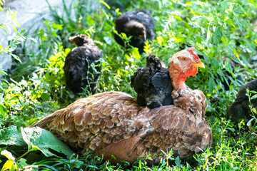 Photography of a red-necked chicken sitting on grass, with small black chicks on its back and around it