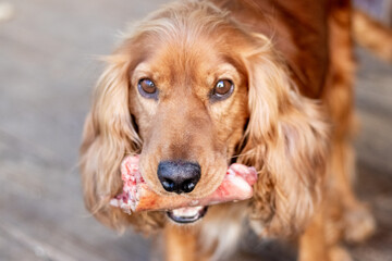 golden cocker spaniel with a bone in its teeth on a blurred background