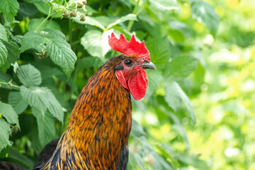 Golden rooster with a red crest among green leaves