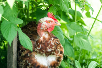 A hen with her neck bare in the garden among the green raspberry leaves