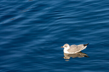 Seagull swimming in a lake
