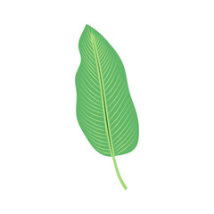 Obraz premium Green banana leaf isolated on white or transparent background. Vector illustration. Close-up element for banner and flyer design decoration. Tropical plants.