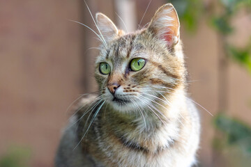 Striped cat with green eyes looking aside on a blurred background