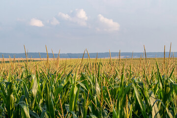Cornfield with even rows of corn against a sky with clouds on a sunny day