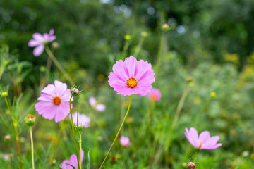 Photography of pink cosmos flowers in a green meadow, with a focus on the central flower, taken in natural ligh