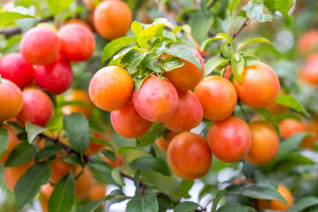Close-up image of ripe apricots on a tree branch with green leaves and natural lighting