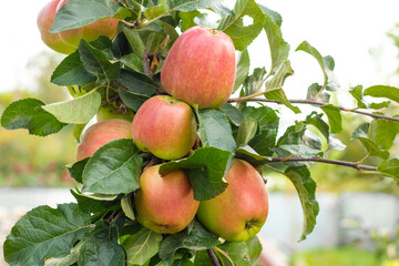 Close-up  red apples on an apple tree branch with green leaves and natural lightin
