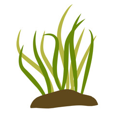 Aquarium plants 