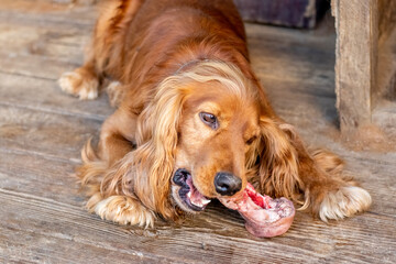 Golden cocker spaniel lying on a wooden floor and gnawing on a bone with meat