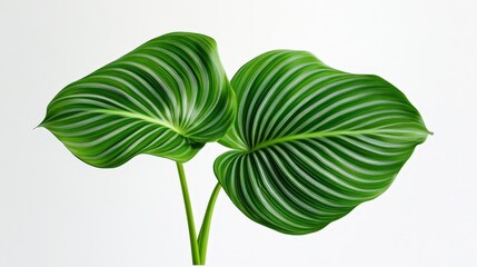 Two vibrant green leaves with striking patterns, showcasing natural beauty and intricate textures against a clean white background.