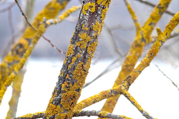 Close-up image of tree branches covered with yellow lichen on a blurred natural background