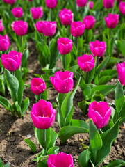 Tulipa 