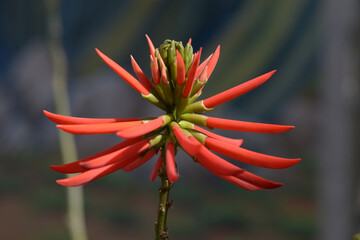 ブラジルデイゴ