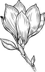 Hand-drawn vector drawing of a magnolia tree