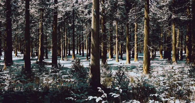 A serene winter forest reveals tall trees blanketed with fresh snow, creating a peaceful atmosphere. Sunlight filters through branches, enhancing the calm and quiet nature.