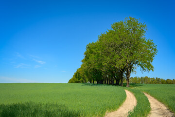 Inmitten grüner Frühlingswiesen verläuft der historische Pilgerweg 