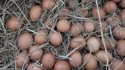 Chicken eggs with brown shells laying in a box of straw nesting bedding, top down view